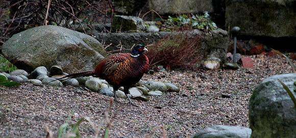Pheasant