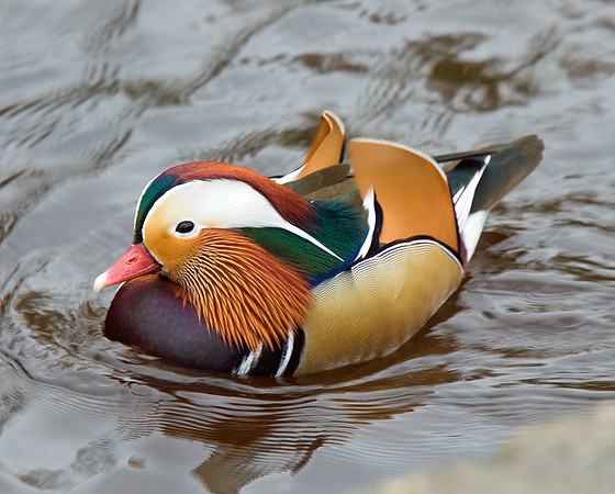 Mandarin Duck