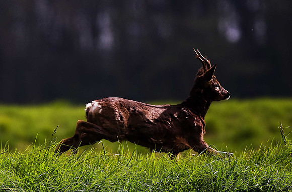 Roe Deer