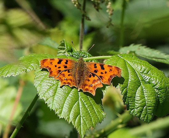 Comma