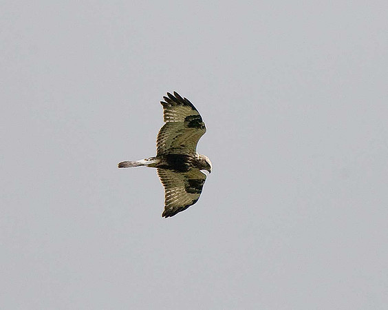 Rough-legged Buzzard