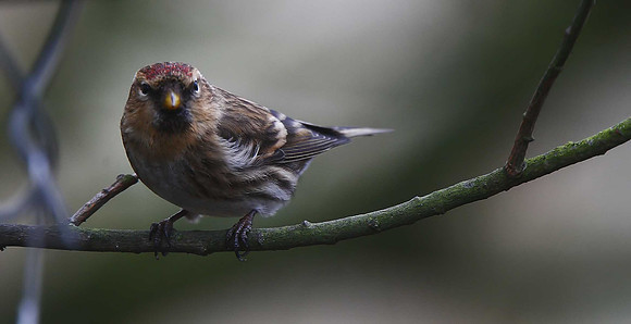 Lesser Redpoll