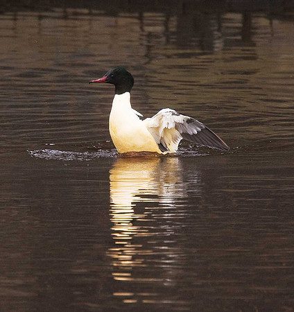 Goosander