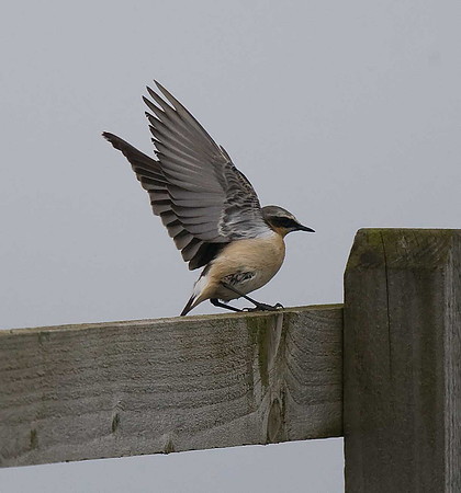 Wheatear