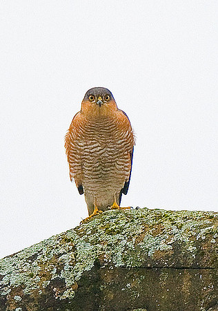Sparrowhawk