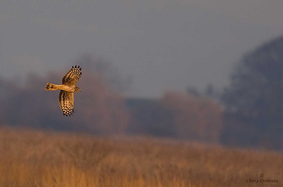 Hen Harrier