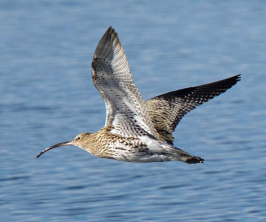 Curlew