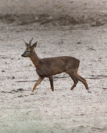 Roe Deer