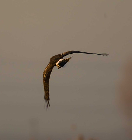 Hen Harrier