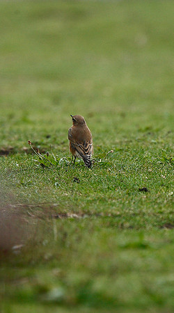 Wheatear