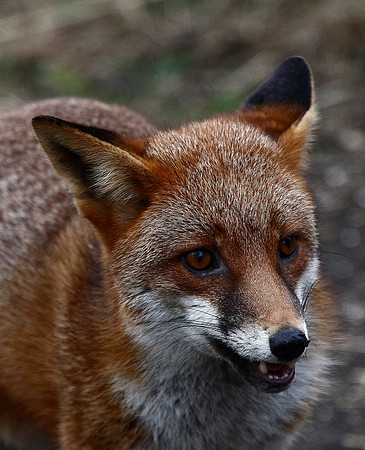 Fox