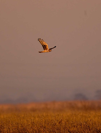 Hen Harrier