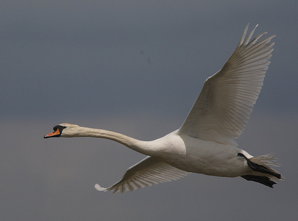 Mute Swan