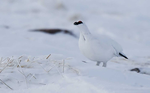 Ptarmigan