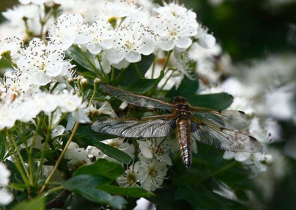 Four-spotted Chaser