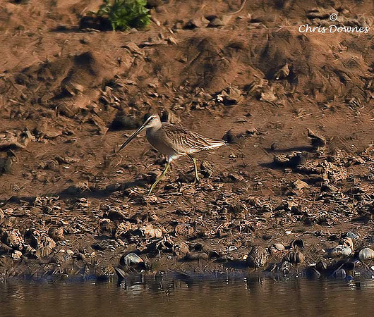 Long-billed Dowitcher