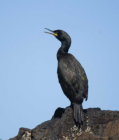 Shag