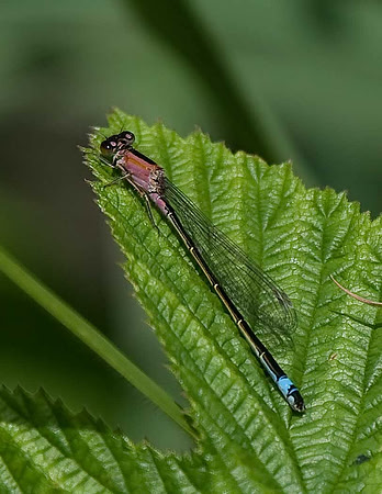 Blue-tailed Damselfly. Immature form violacea