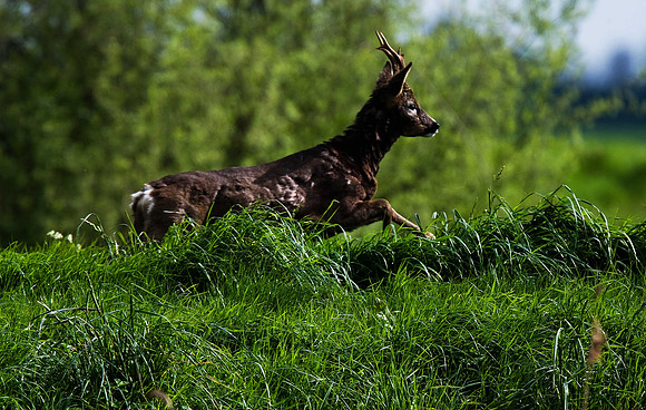 Roe Deer