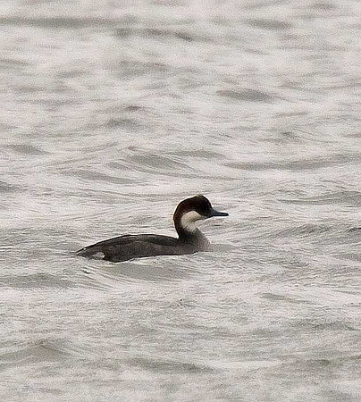 Smew [female]