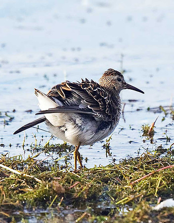 Pectoral Sandpiper