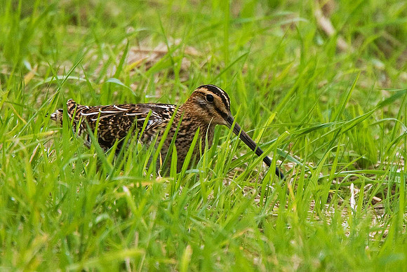 Common Snipe
