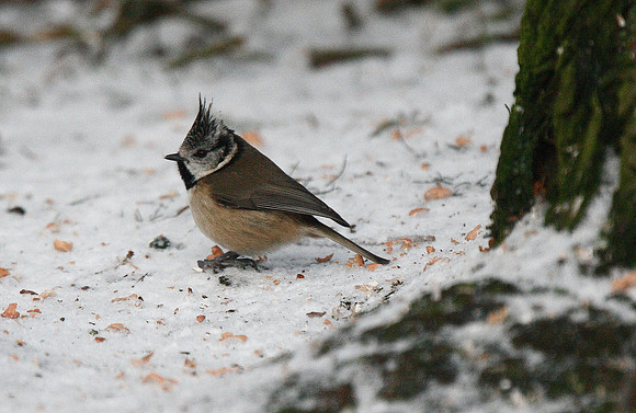 Crested Tit