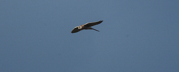 Kestrel