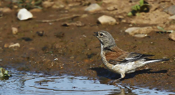 Linnet