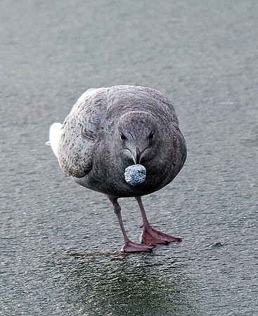 Iceland Gull