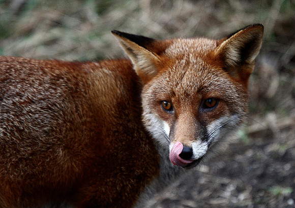 Fox