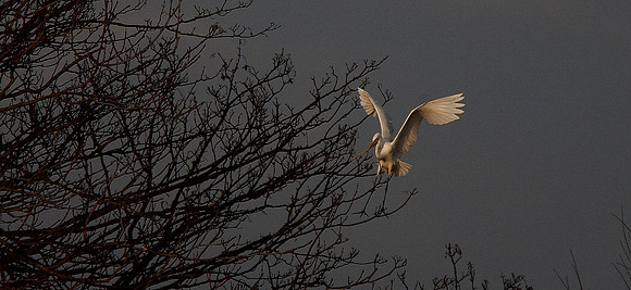 Great White Egret