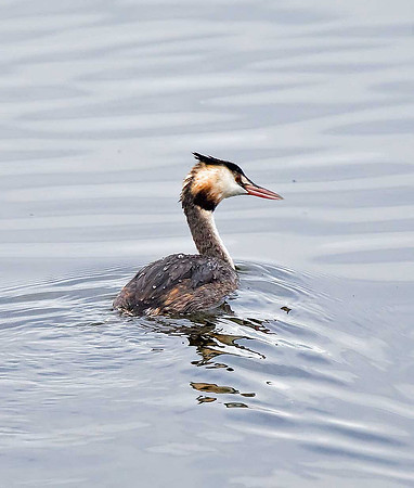 Great Crested Grebe