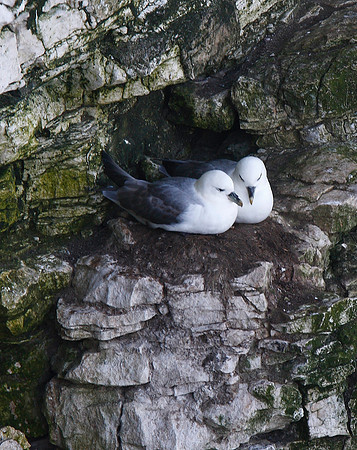 Fulmar