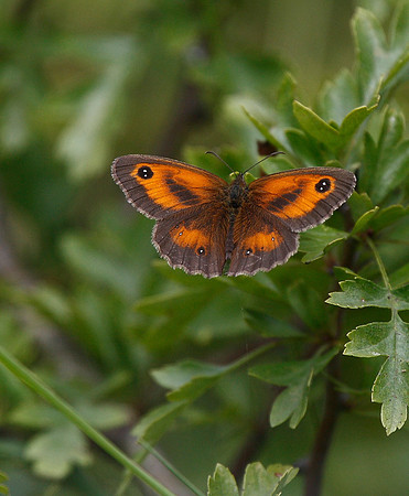Gatekeeper