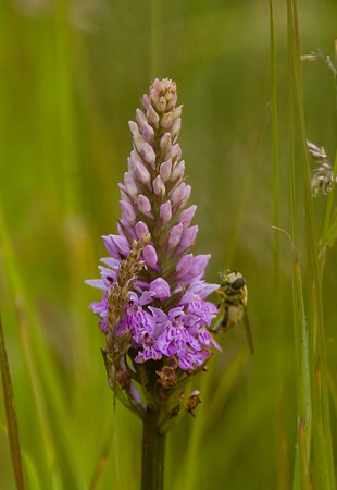 Common Spotted Orchid. East Chevington