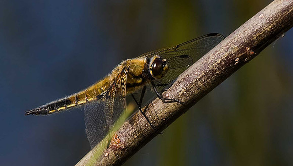 Four Spot Chaser