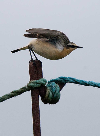Wheatear