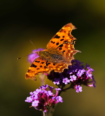 Comma
