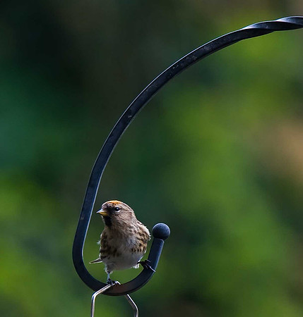 Lesser Redpoll