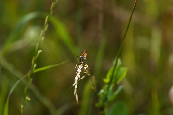 Essex Skipper