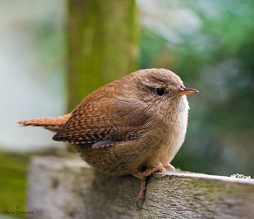 Wren