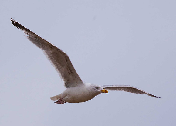 Herring Gull