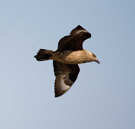 Great Skua