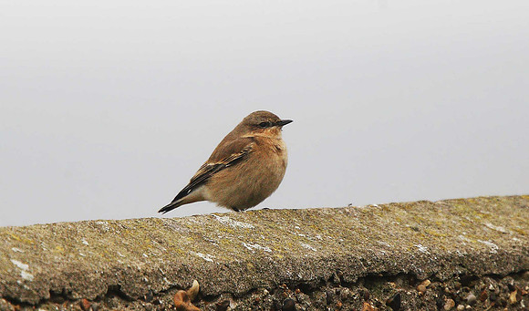 Wheatear