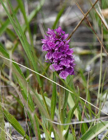Marsh Orchid