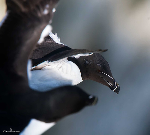 Razorbill
