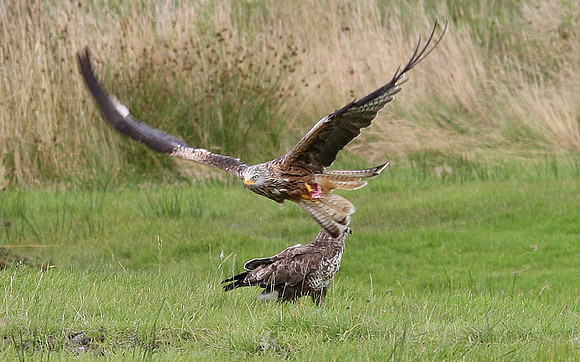 Red Kite with common buzzard