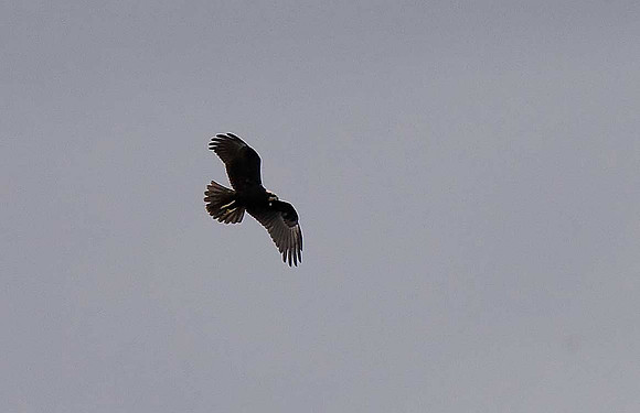 Marsh Harrier