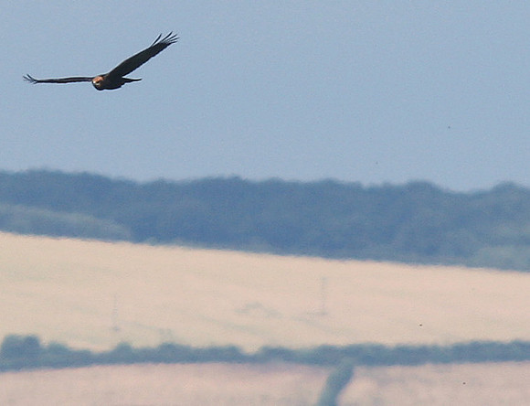 Marsh Harrier